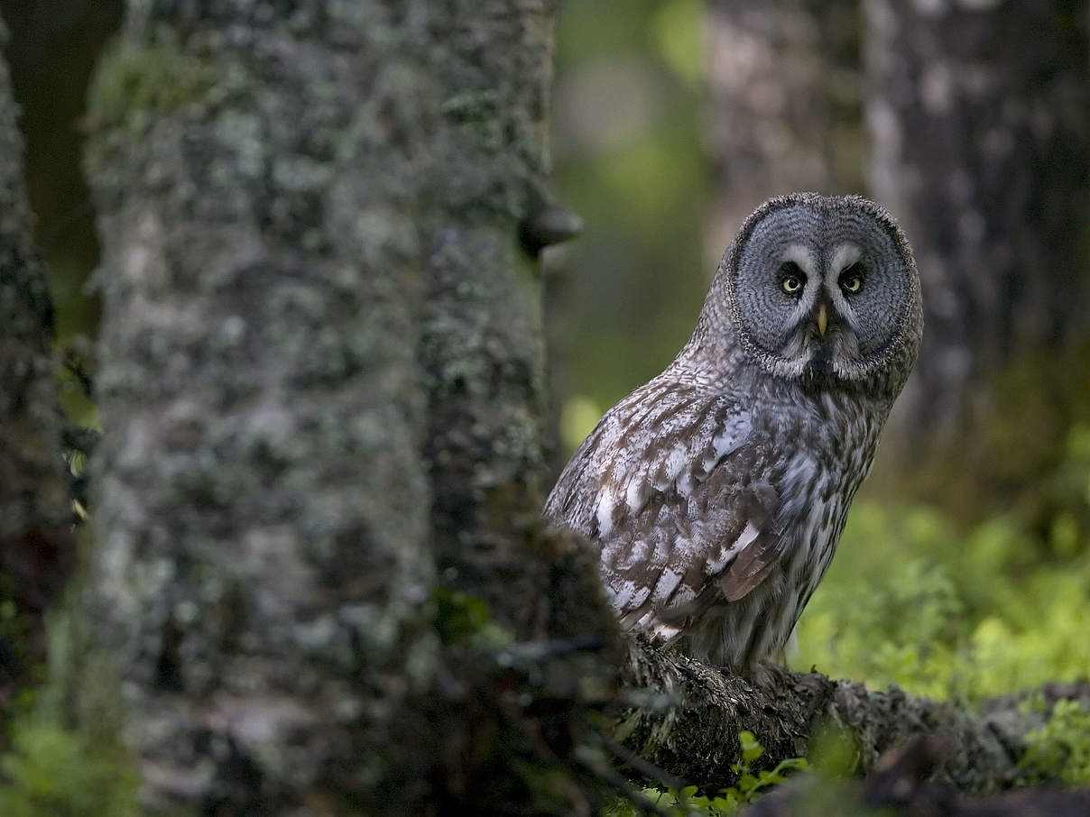 Bartkauz © Wild Wonders of Europe / Peter Cairns / WWF