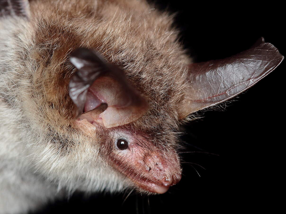 Portrait einer Bechstein-Fledermaus