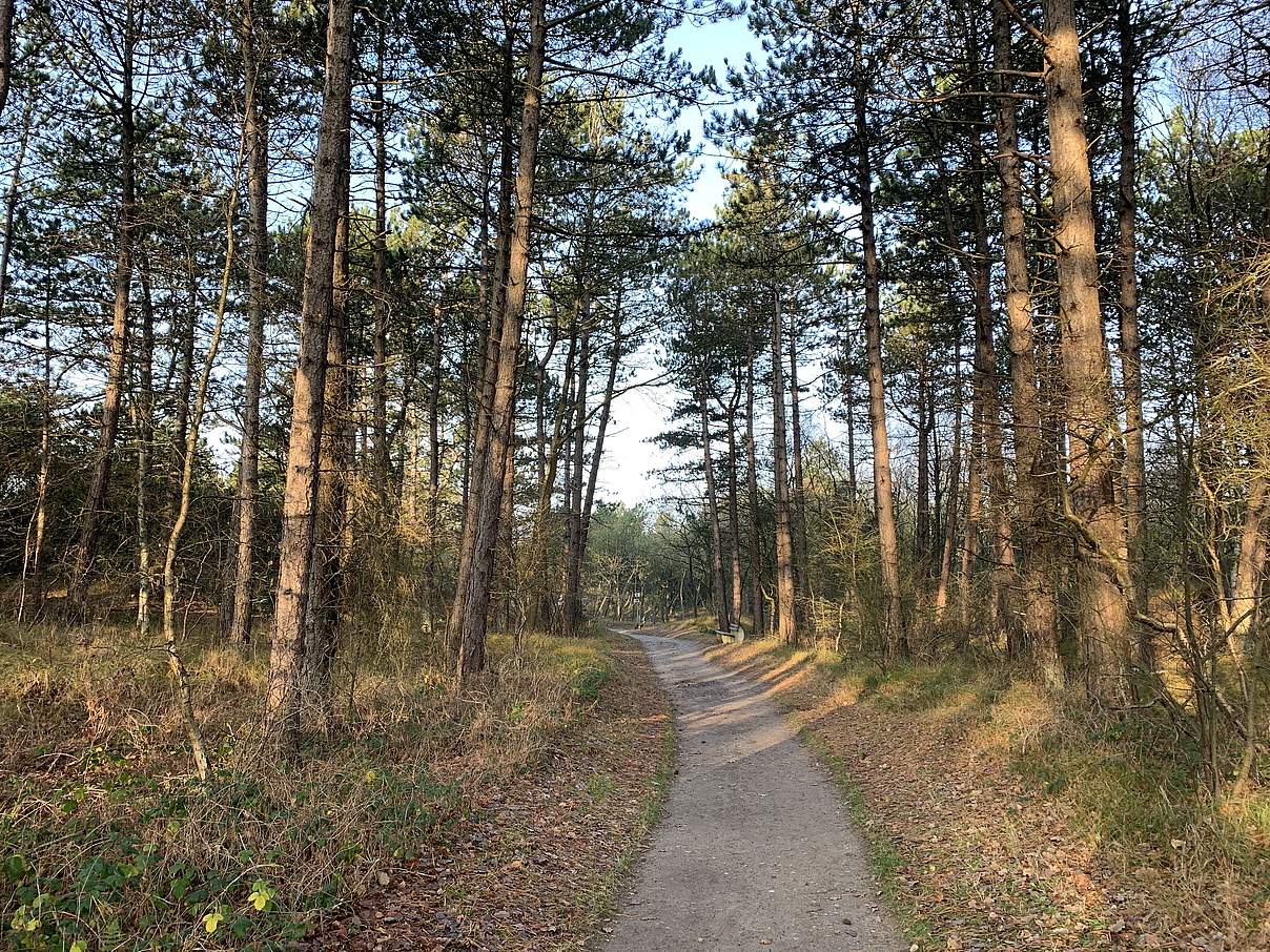 Dünenwald in St. Peter-Ording © Annkatrin Weber