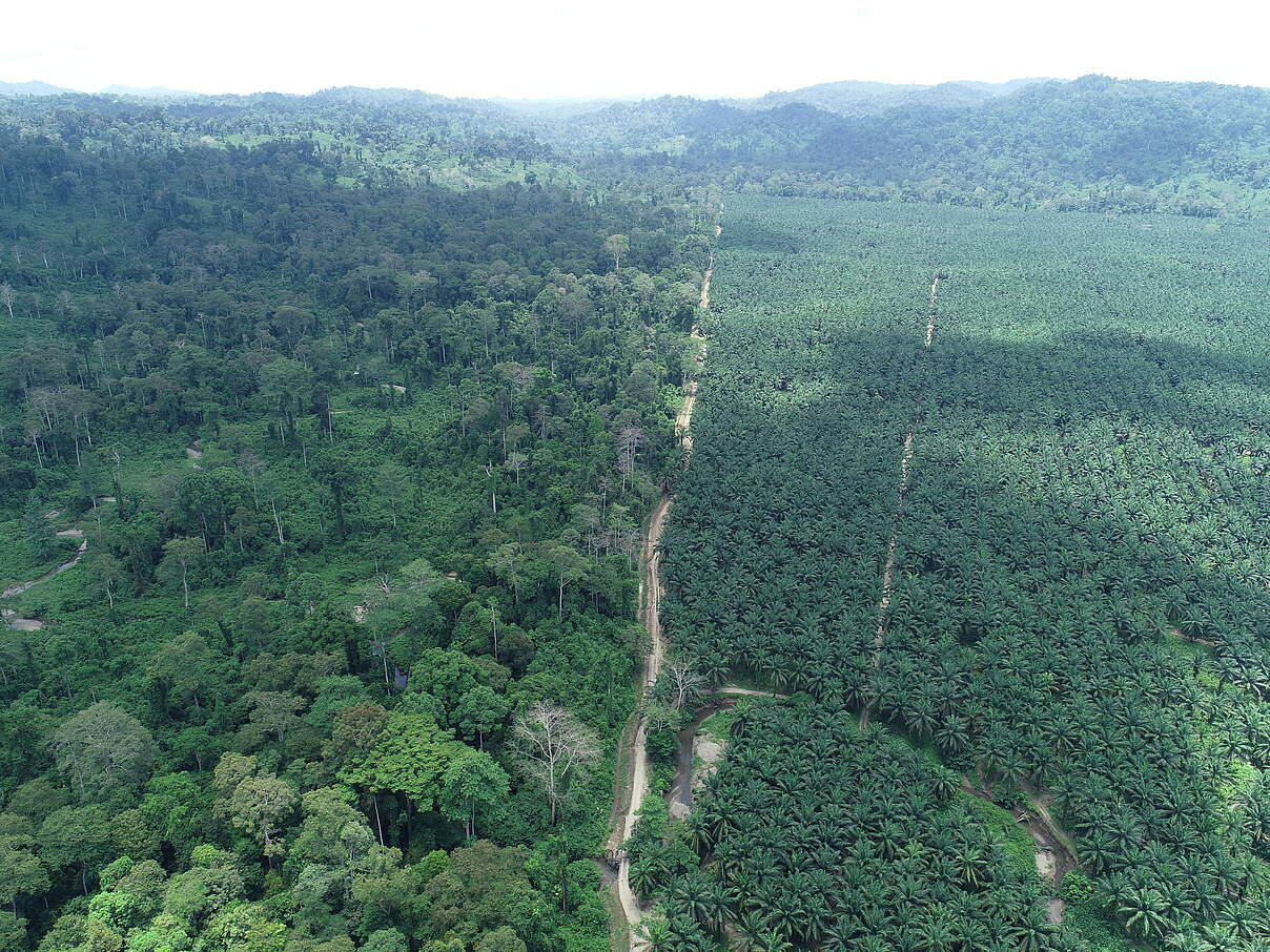 Eine Ölplantage und Wald treffen in Tabin aufeinander