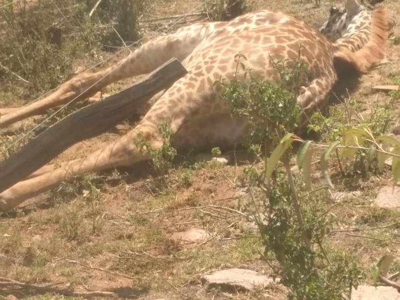 Die Giraffe hat sich Zaun verheddert und schwer verletzt © Elephant Aware