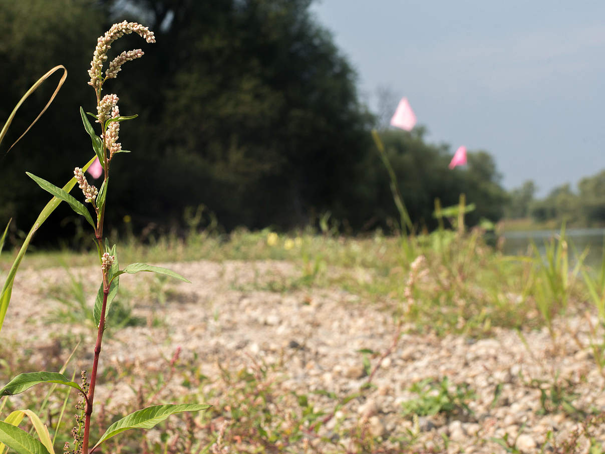 Naturlandschaften an der Untere Mulde © Nele Klimmer / WWF