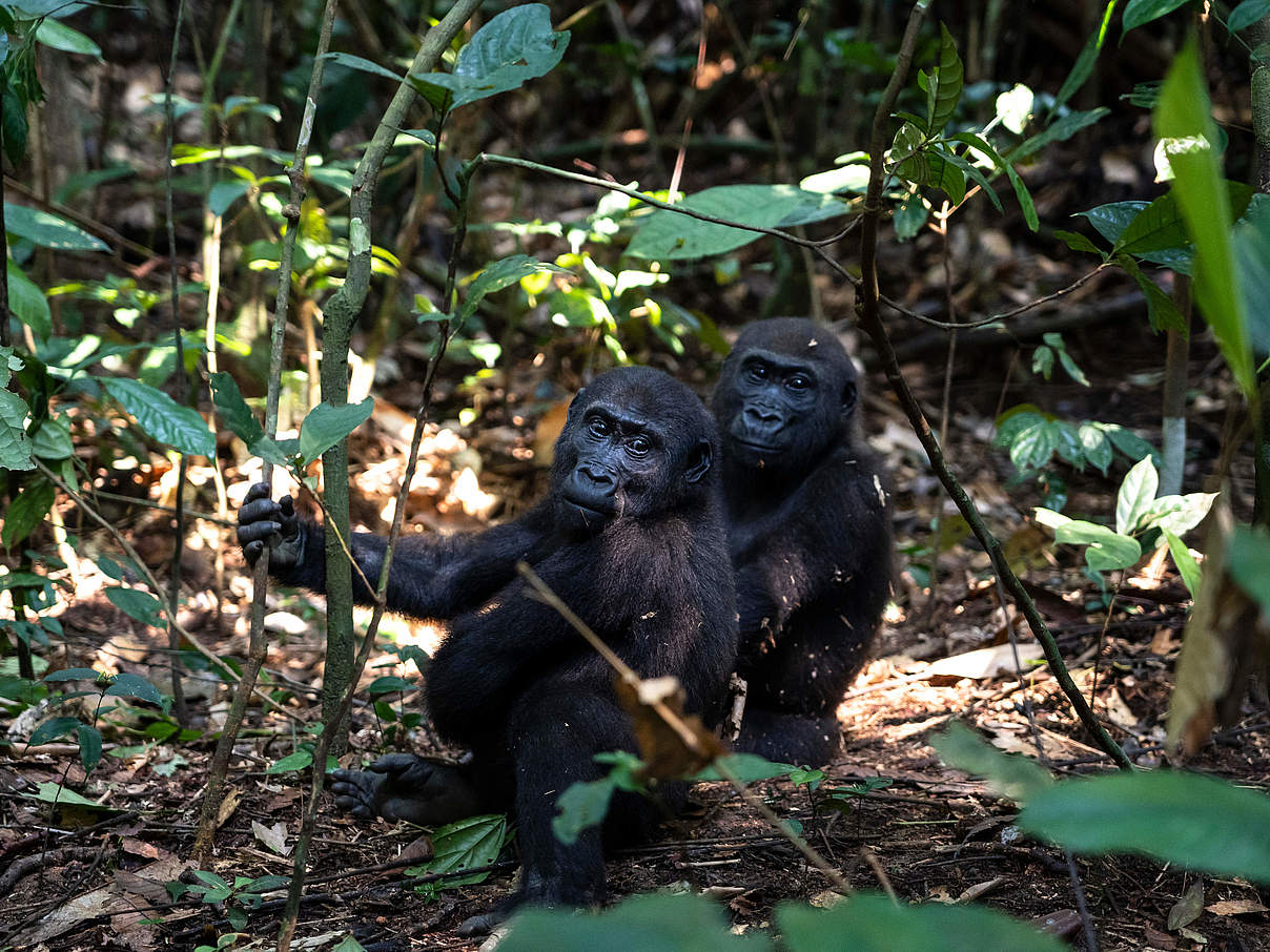 Zwei westliche Flachlandgorillas © Andy Isaacson / WWF-US