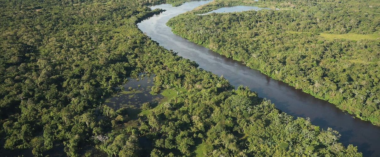 Sieben Millionen Hektar Regenwald gilt es zu erforschen. © Gesa Labahn / WWF