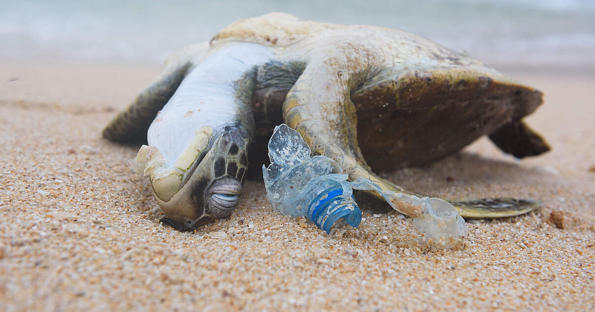 wie-plastikm-ll-sich-auf-die-vielfalt-der-meerestiere-a