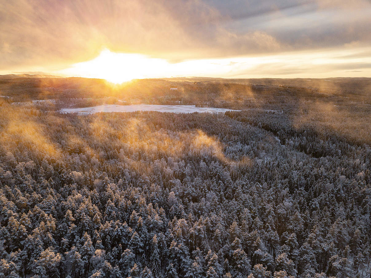 Fänstjärnsskogen Naturreservat, Schweden © Maren Krings