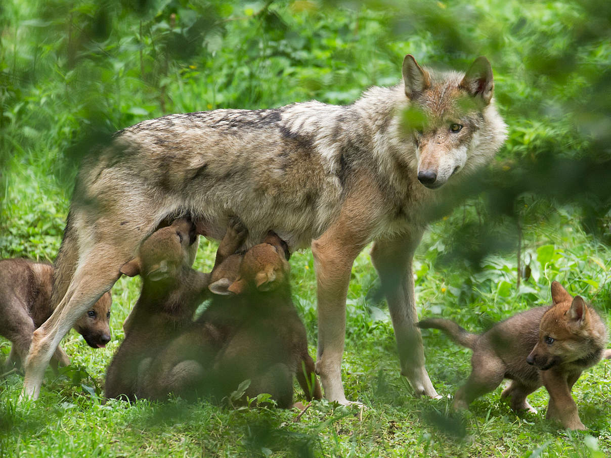 Wolfsfähe säugt ihre Jungen © Ralph Frank / WWF