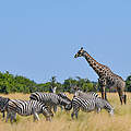 Zebra und Giraffen weiden im Chobe-Park in Botswana © Robert Styppa / WWF