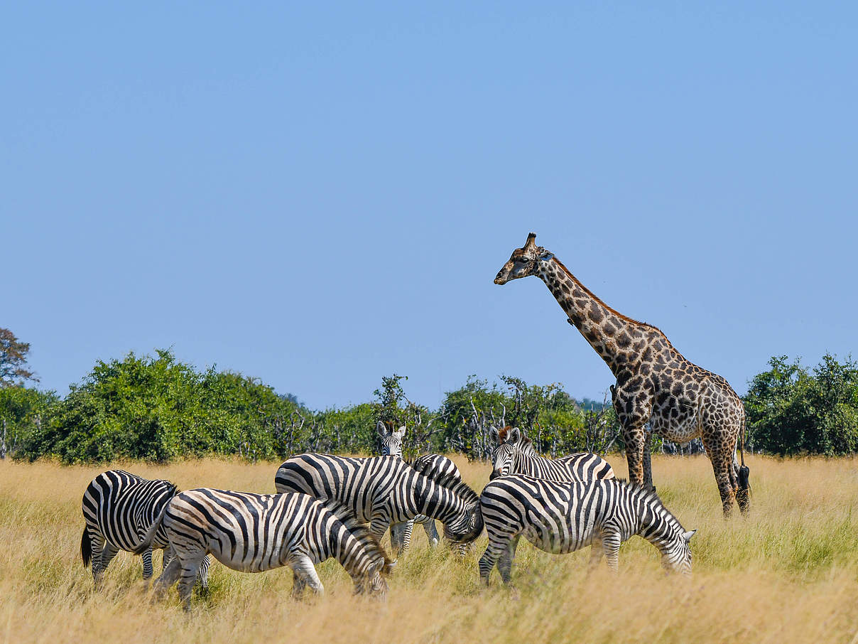 Zebra und Giraffen weiden im Chobe-Park in Botswana © Robert Styppa / WWF