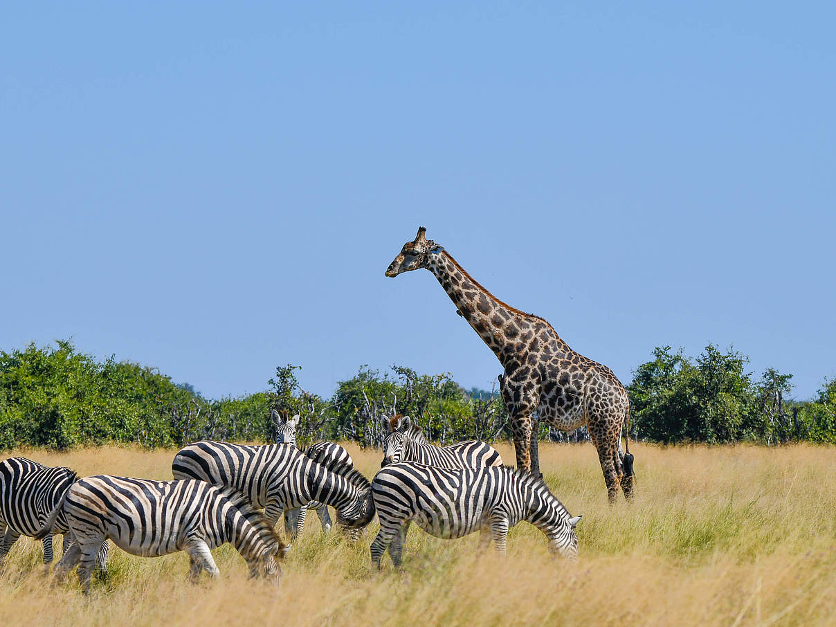 Zebra und Giraffen weiden im Chobe-Park in Botswana © Robert Styppa / WWF