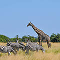 Zebra und Giraffen weiden im Chobe-Park in Botswana © Robert Styppa / WWF