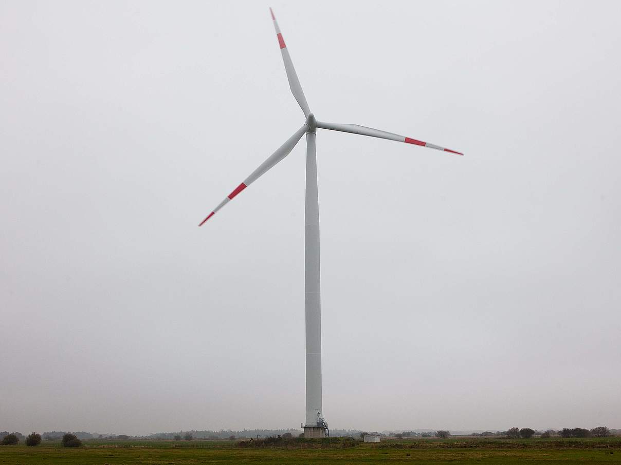 Das Holz der Balsabäume wird häufig für Windräder verwendet © IMAGO / Lars Berg