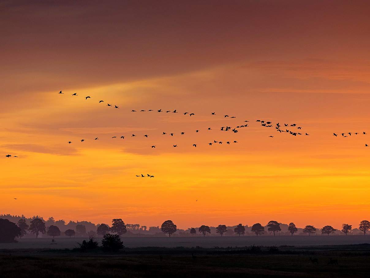 Tausende Kraniche bei ihrem Flug in der Dämmerung © Imago / blickwinkel McPhoto / M. Schaef