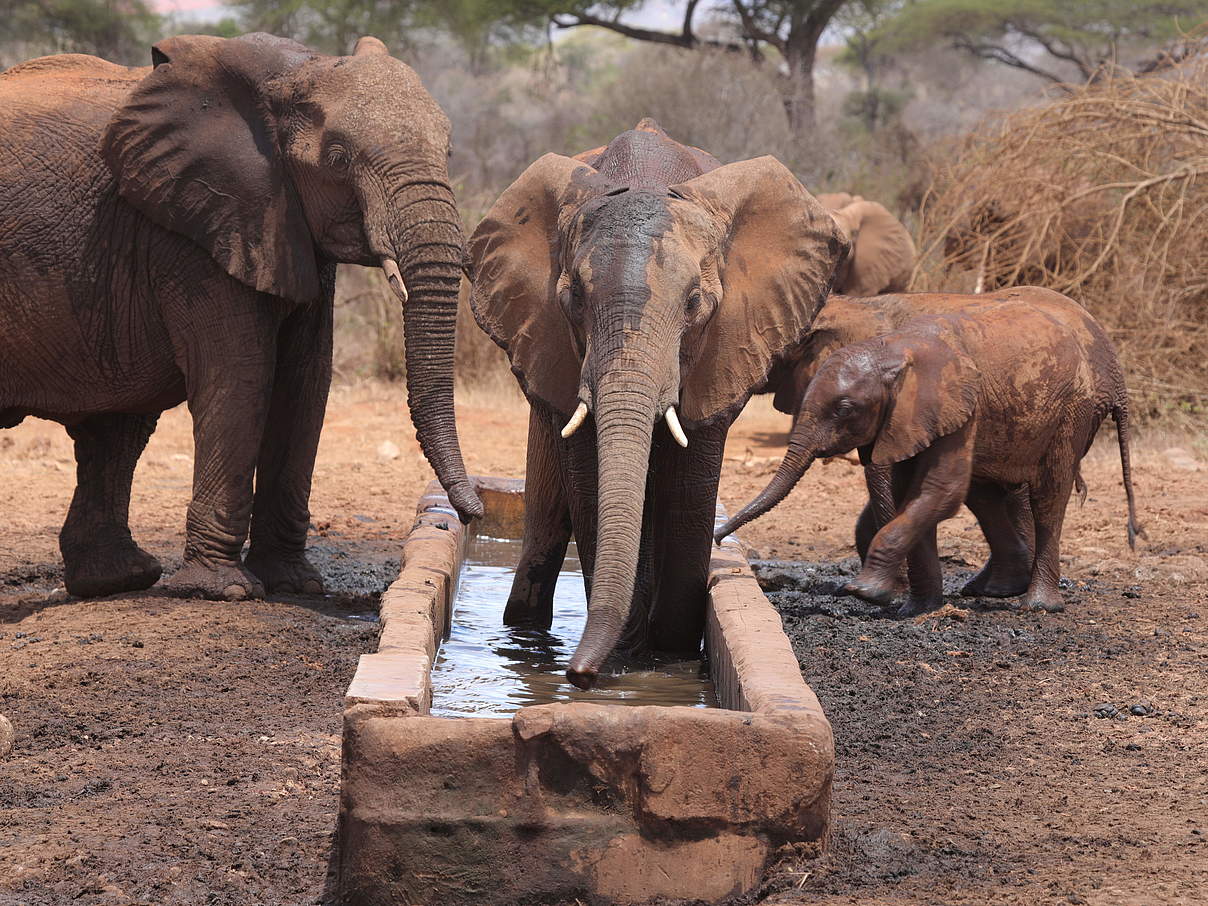 Eine Gruppe Elefanten an und in einer neugebauten Tränke © WWF Kenia