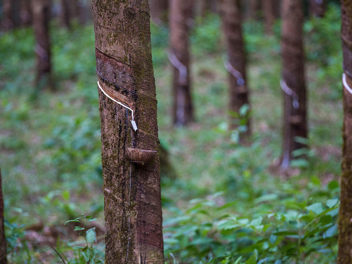 Latex Extraktion © Hkun Lat / WWF Myanmar