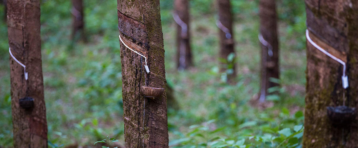 Latex Extraktion © Hkun Lat / WWF Myanmar