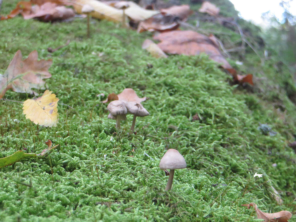 Pilze Wilde Elbe © Melissa Friebe / WWF