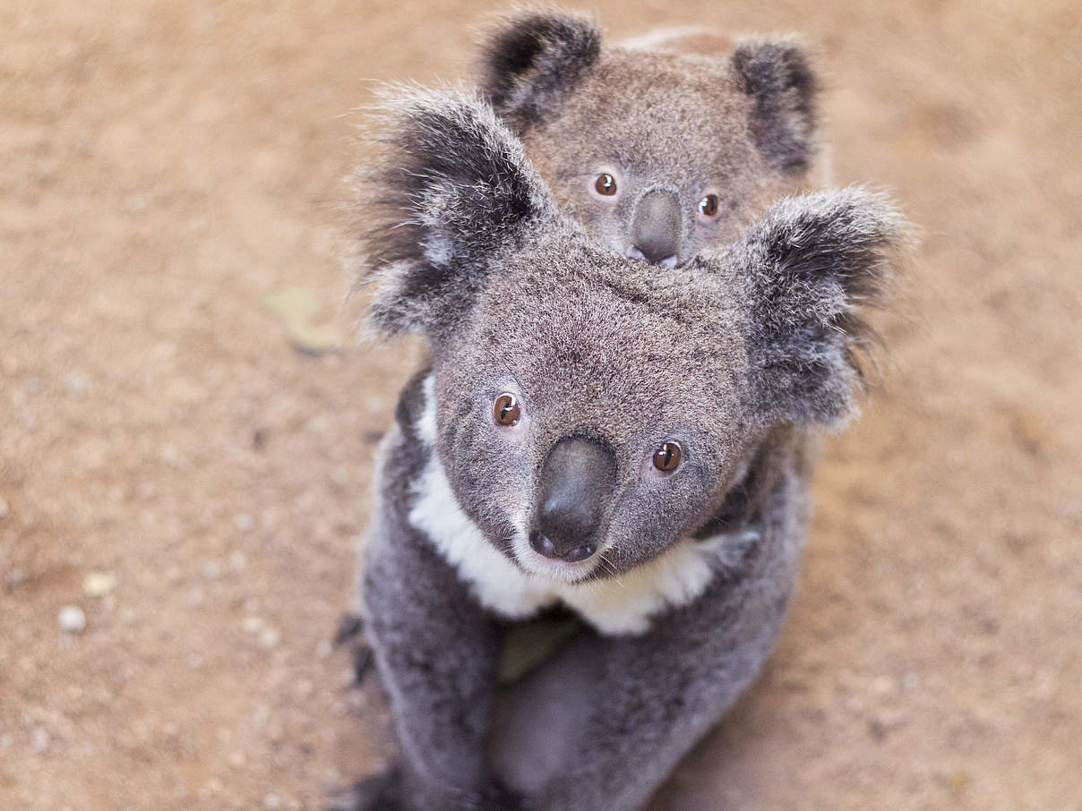 Koala mit Kind © Shutterstock / Libor Fousek / WWF