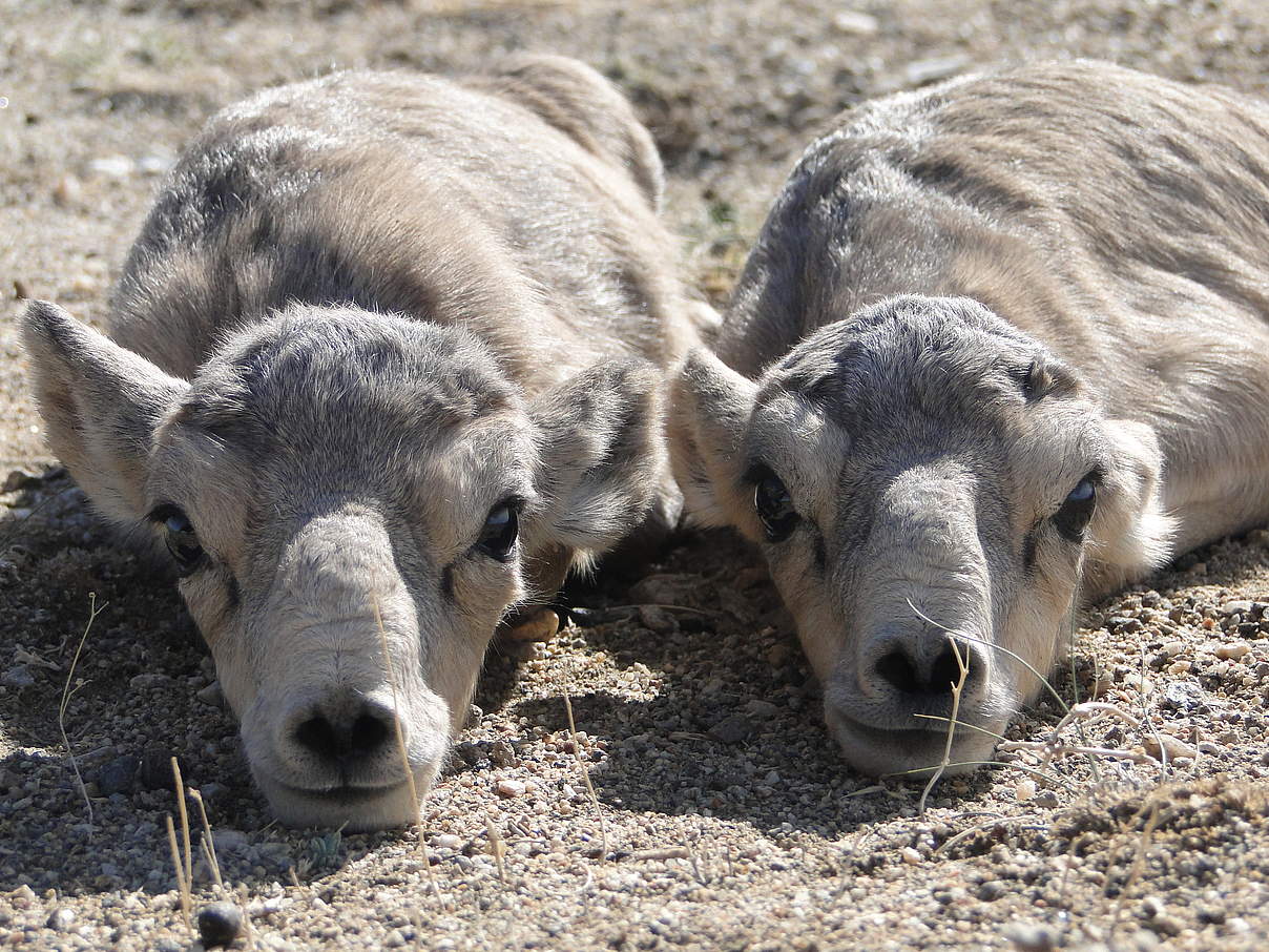 Saiga-Antilopen in der Mongolei © WWF-Mongolia 