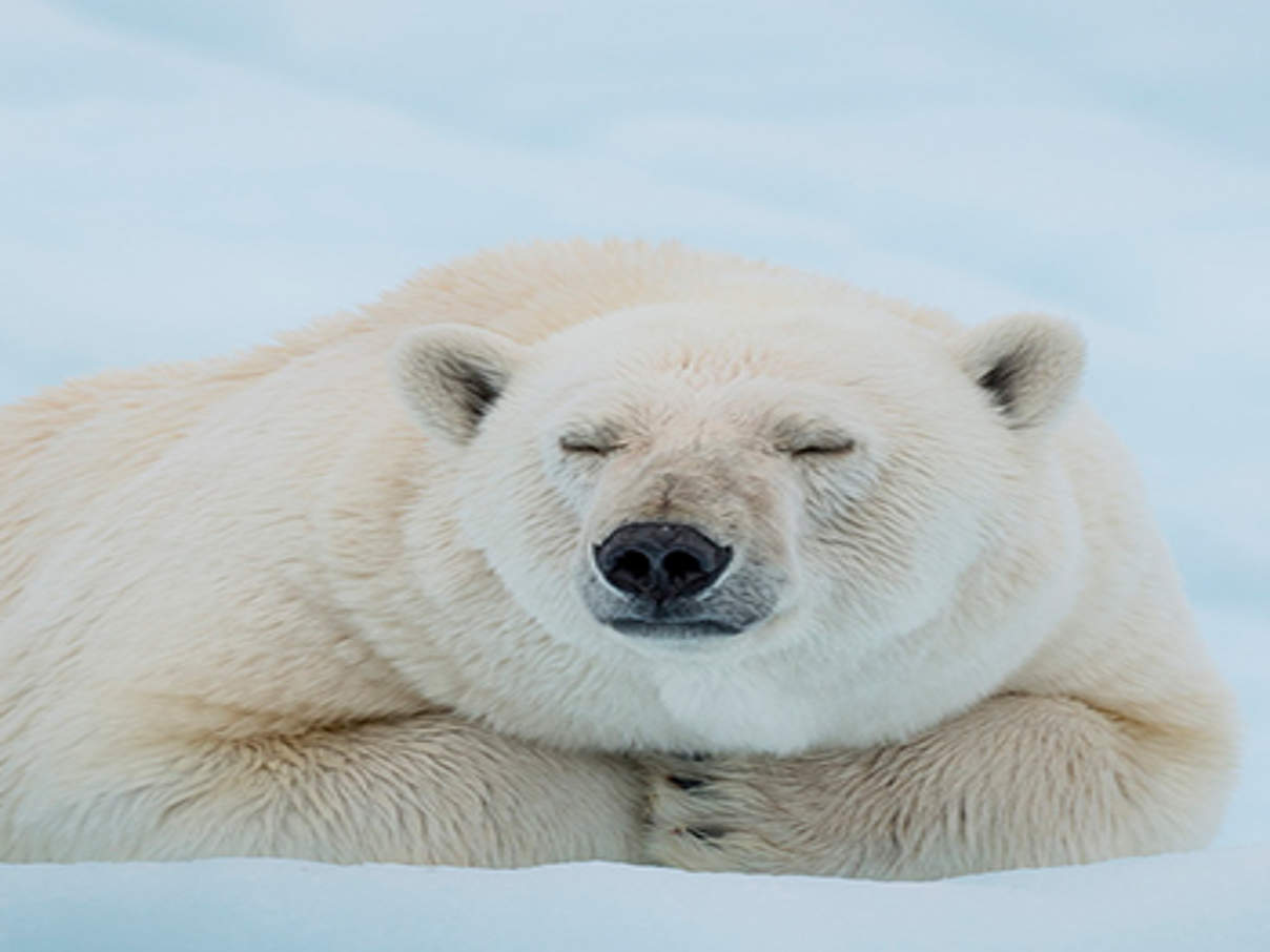 Eisbär © Richard Barrett / WWF-UK