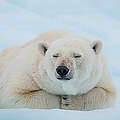 In der südlichen Hudson Bay gibt es immer weniger Eisbären © Richard Barrett/WWF UK