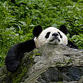 Großer Panda © Bernard de Wetter / WWF