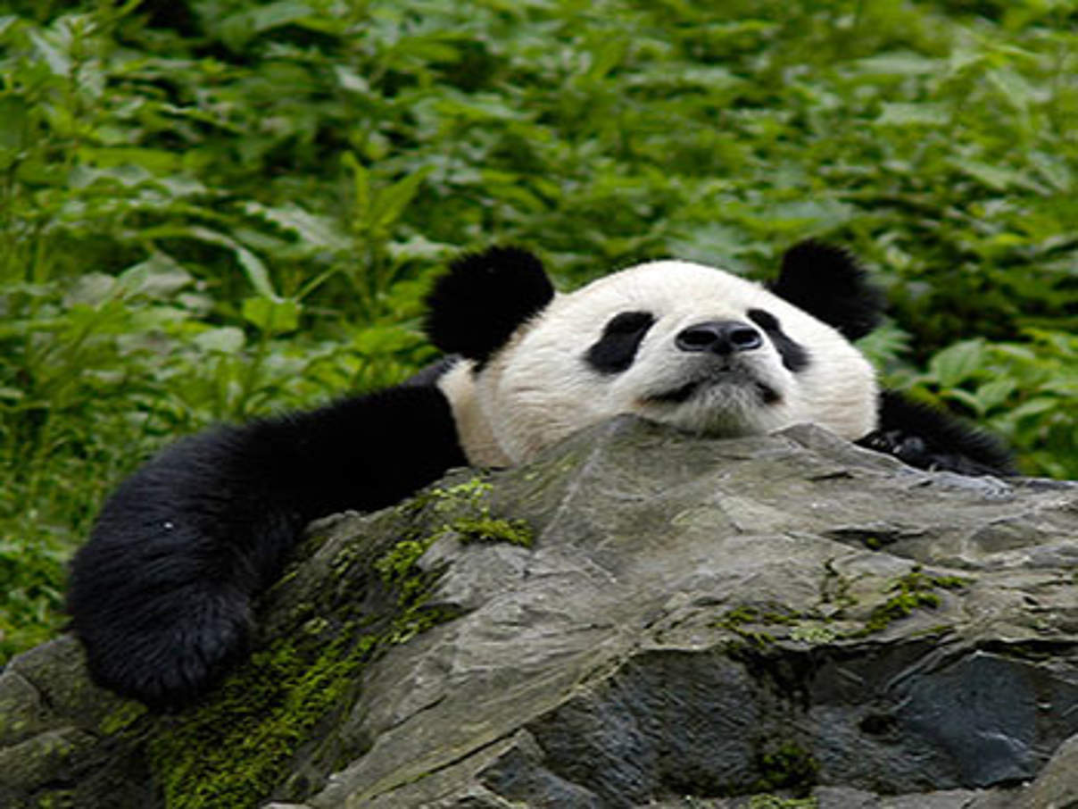 350 grosser Panda HI 113976 c Bernard da Wetter WWF Großer Panda © Bernard de Wetter / WWF