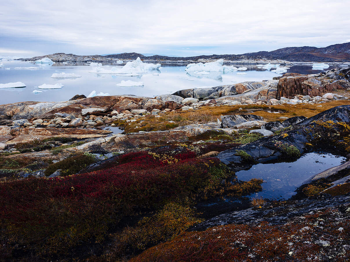 Blick von der arktischen Küste auf dünne Vegetation der kargen, felsigen Landschaft und schwimmendes Eis im Wasser in Ilulissat, Grönland.