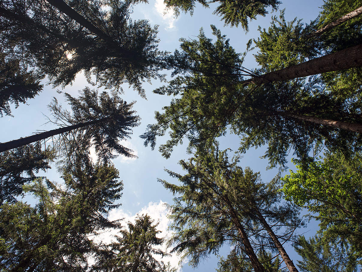 Baumkronen im Schwarzwald © Claudi Nir / WWF