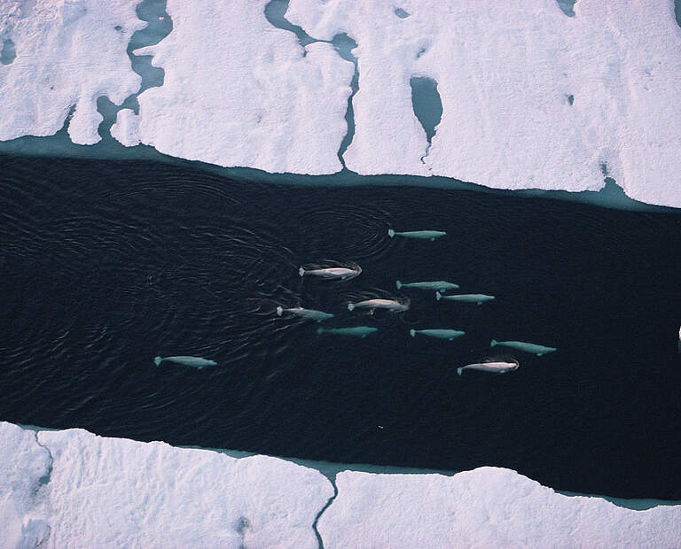 Belugawale in der Arktis © naturepl.com / Doug Allan / WWF