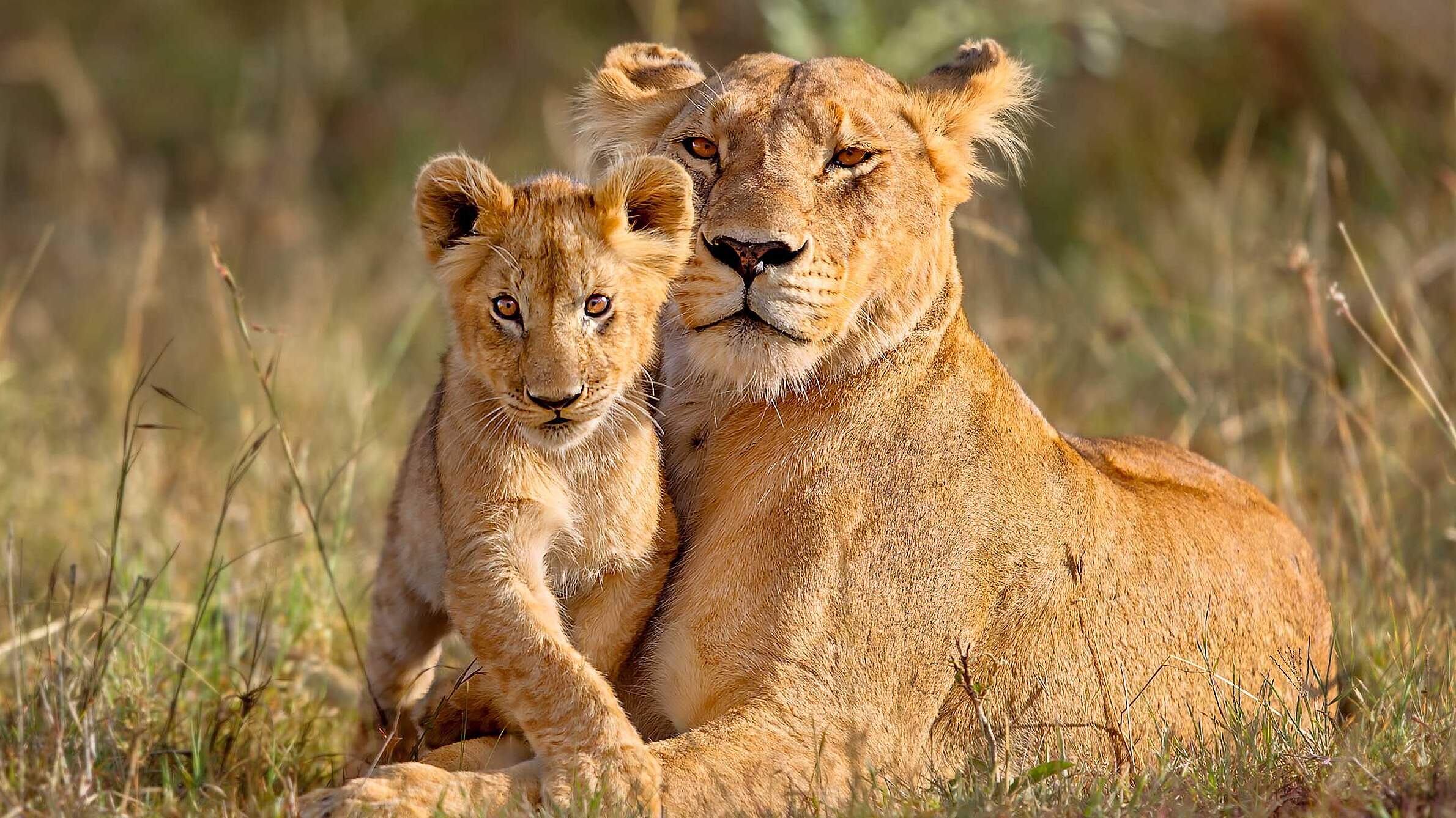 Paten Header Löwe © WWF