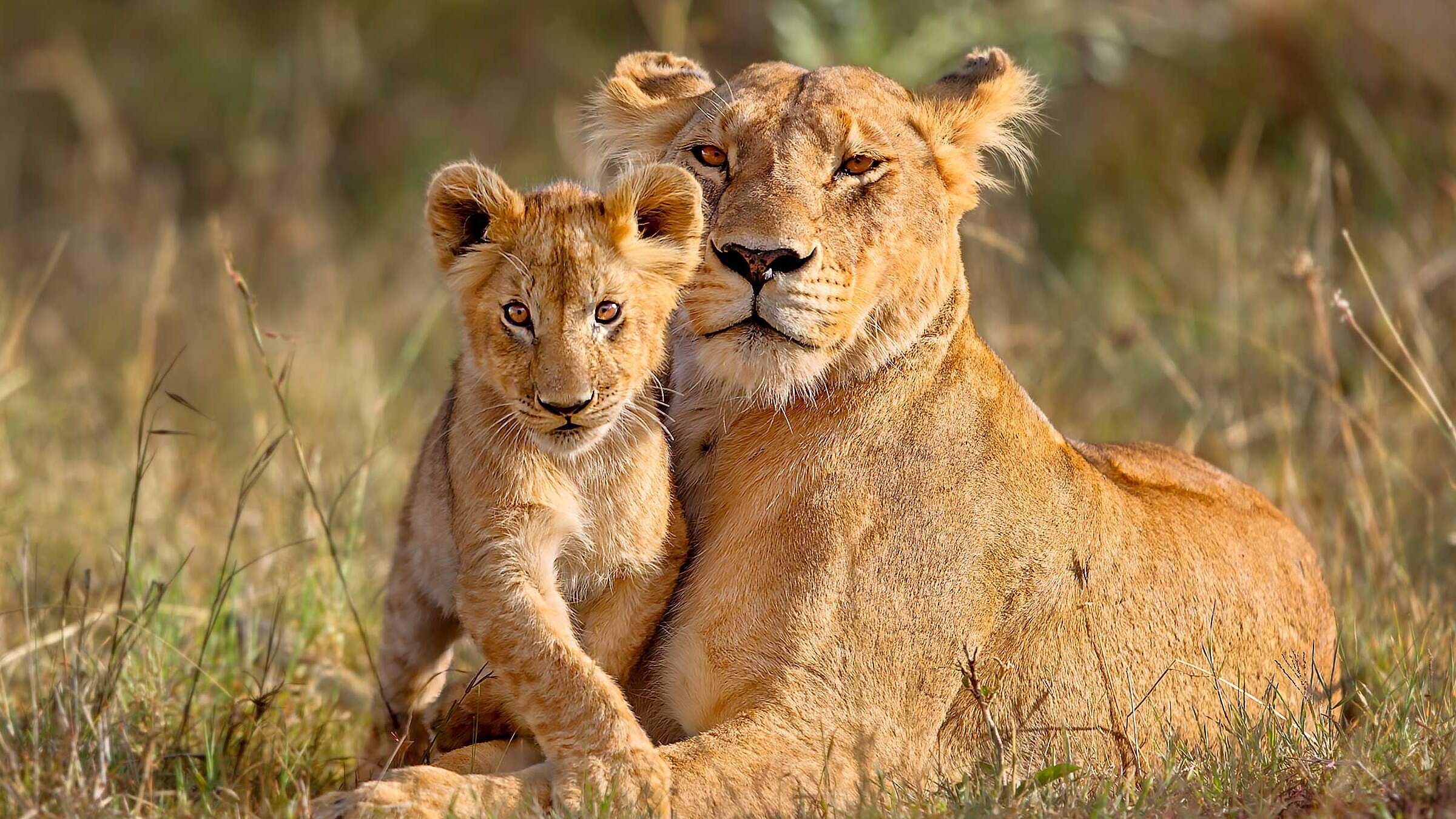 Paten Header Löwe © WWF