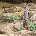 Erdmännchen im Kölner Zoo © fotomotiviert / S. Waschkies / WWF