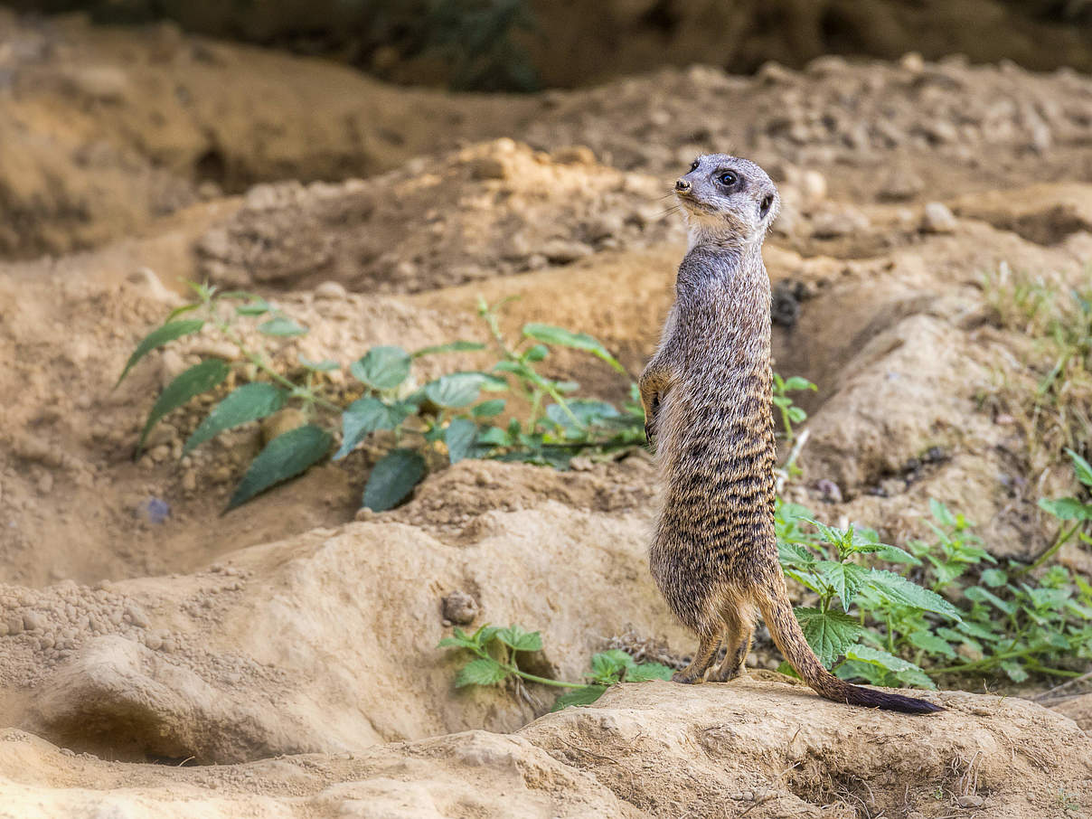 Erdmännchen im Kölner Zoo © fotomotiviert / S. Waschkies / WWF