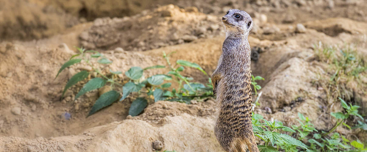 Erdmännchen im Kölner Zoo © fotomotiviert / S. Waschkies / WWF