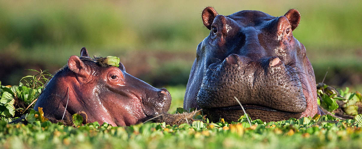 Die Bestände der Flusspferde, die in Flüssen, Seen und Feuchtgebieten in vielen Teilen Afrikas südlich der Sahara vorkommen, sind in den letzten Jahrzehnten gesunken © naturepl.com / Anup Shah / WWF 