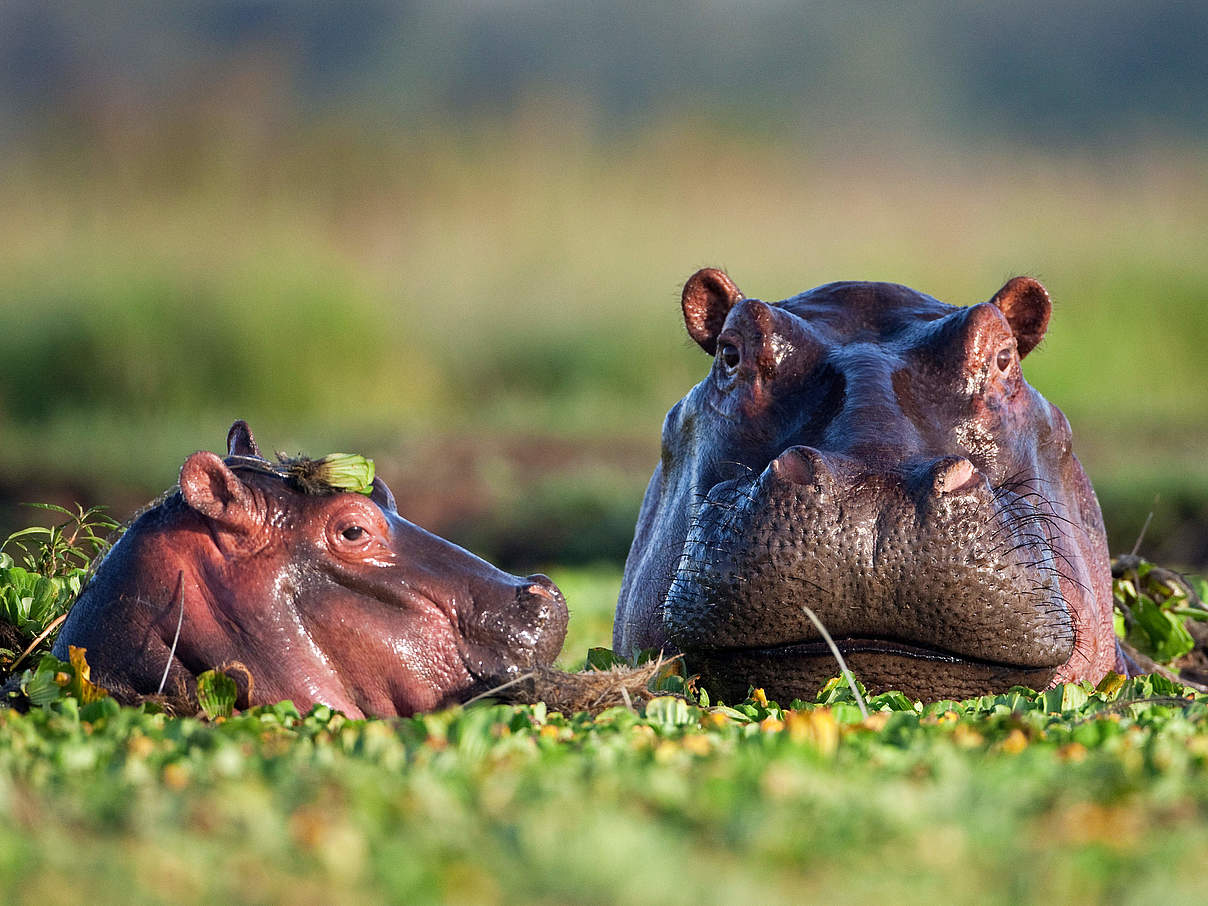 Die Bestände der Flusspferde, die in Flüssen, Seen und Feuchtgebieten in vielen Teilen Afrikas südlich der Sahara vorkommen, sind in den letzten Jahrzehnten gesunken © naturepl.com / Anup Shah / WWF 