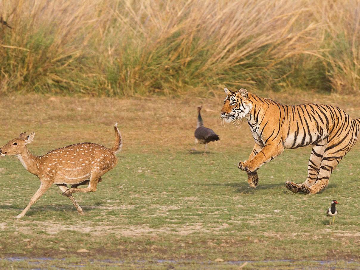 Ein Tiger jagt ein Reh im Ranthambhore Nationalpark, Indien © Souvik Kundu / WWF