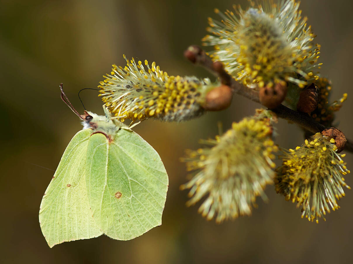 Zitronenfalter an der Blüte einer Salweide © Ola Jennersten / WWF-Sweden