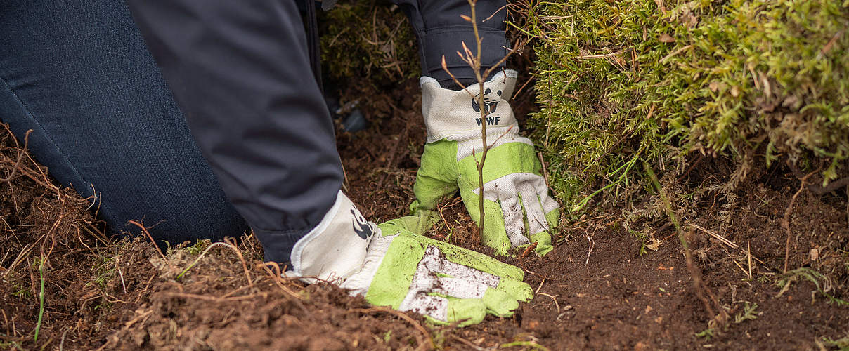 Baumpflanzaktion in der Uckermark © Sonja Ritter / WWF