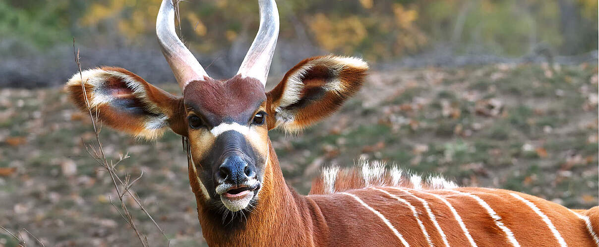 Bongo