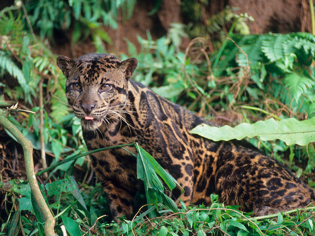 Nebelparder in Kalimantan © Alain Compost / WWF International