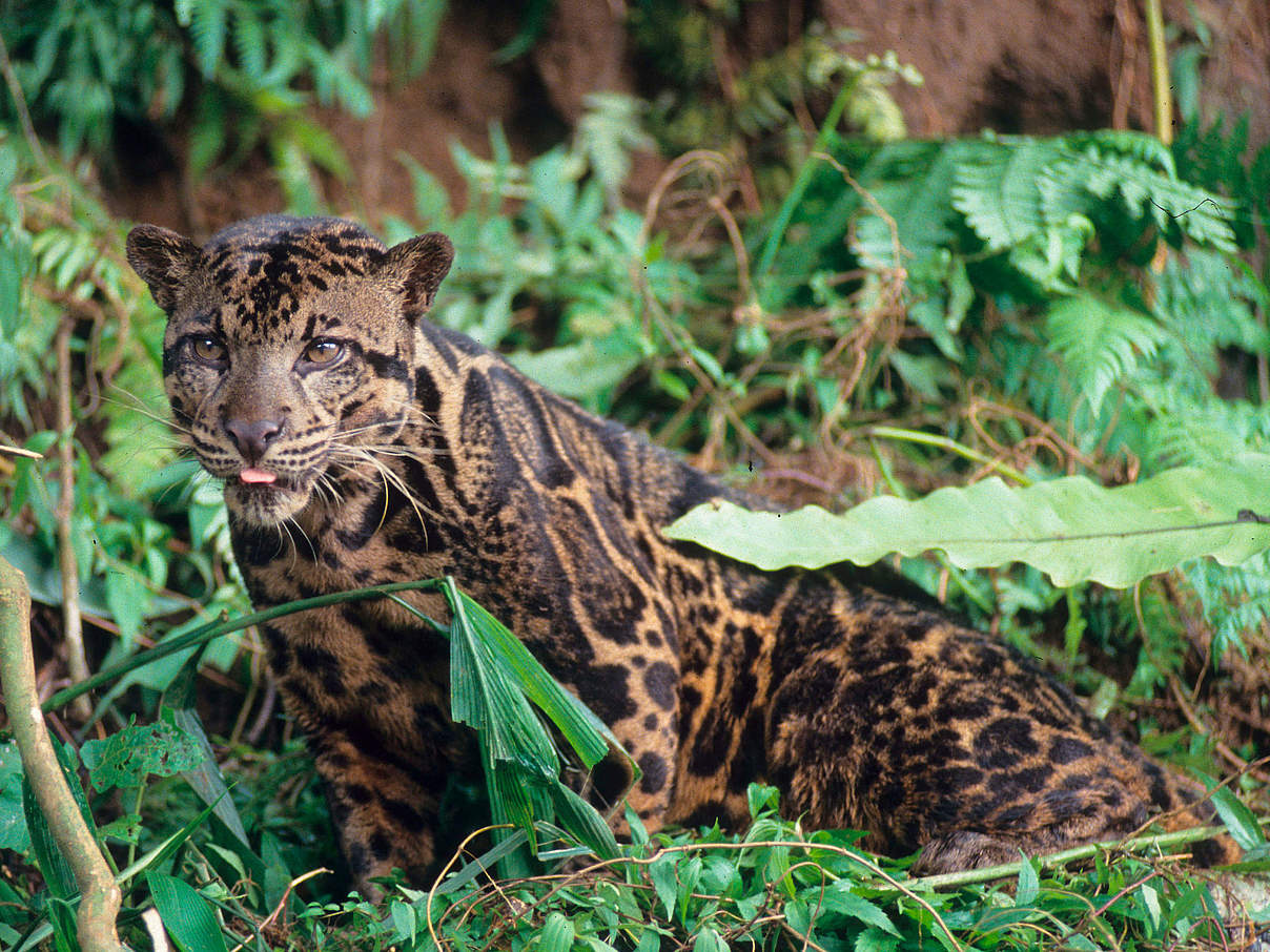 Nebelparder in Kalimantan © Alain Compost / WWF International