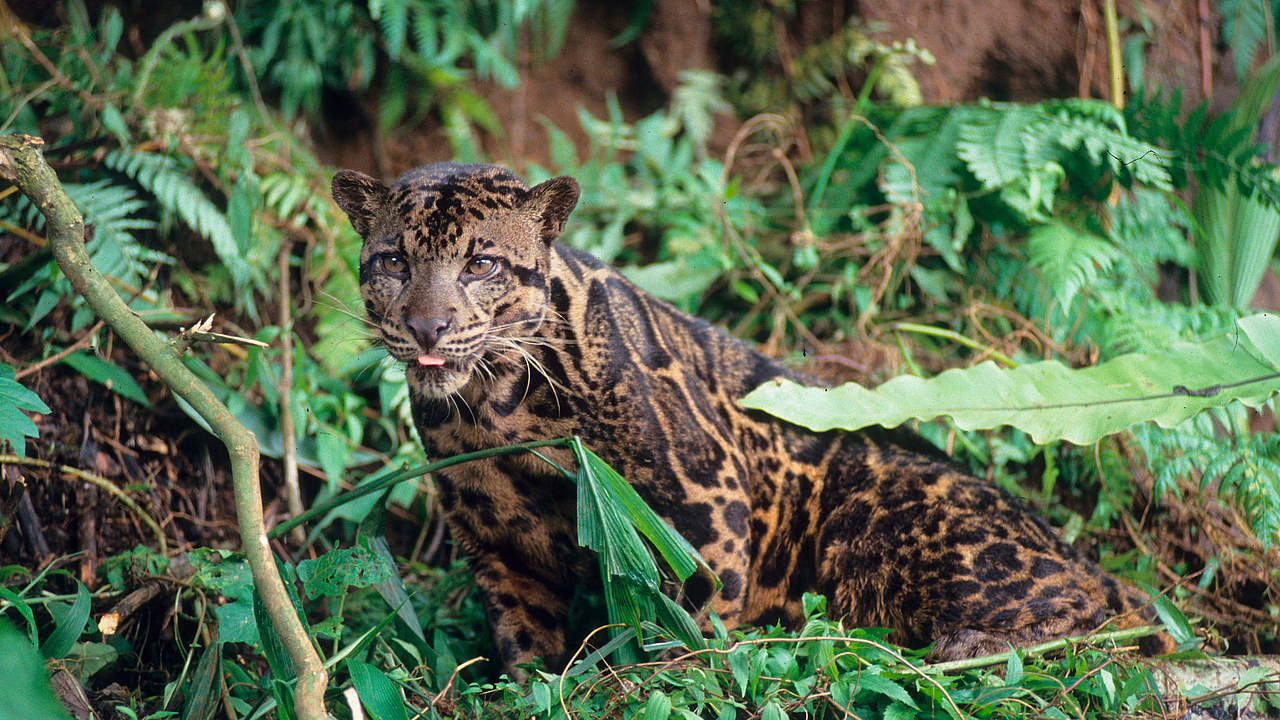 Nebelparder in Kalimantan © Alain Compost / WWF International