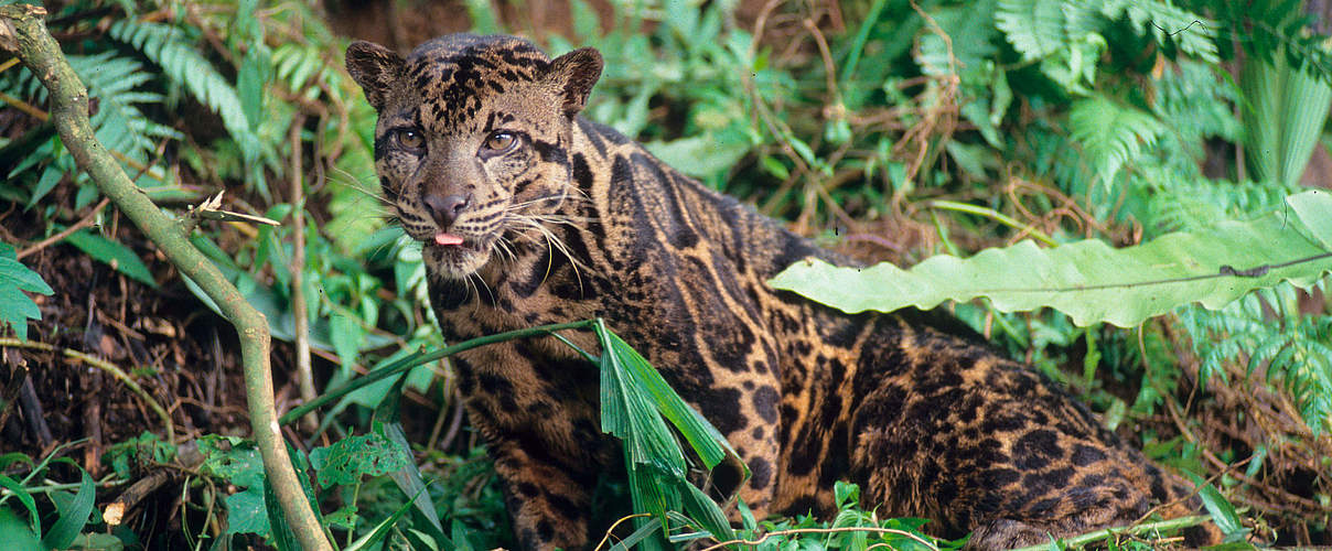 Nebelparder in Kalimantan © Alain Compost / WWF International