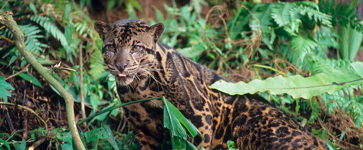 Nebelparder in Kalimantan © Alain Compost / WWF International