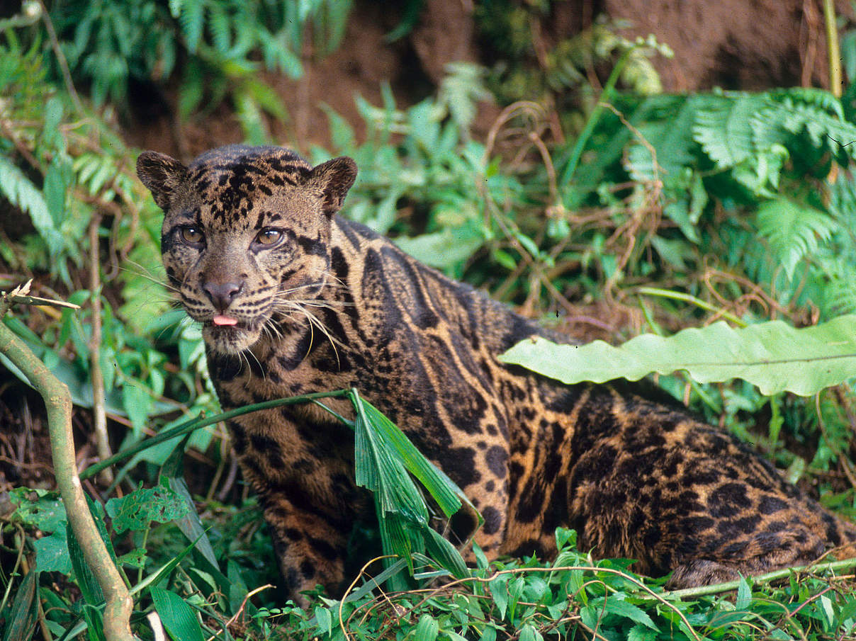 Nebelparder in Kalimantan © Alain Compost / WWF International