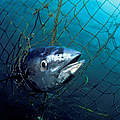 Blauflossen-Thunfisch im Netz © naturepl.com / David Fleetham / WWF