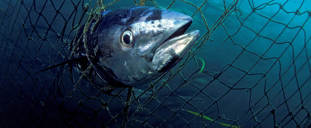 Was Bedeutet Der Fisch Delfinfreundlicher gefanger Fisch und Hauptproblem der heutigen
