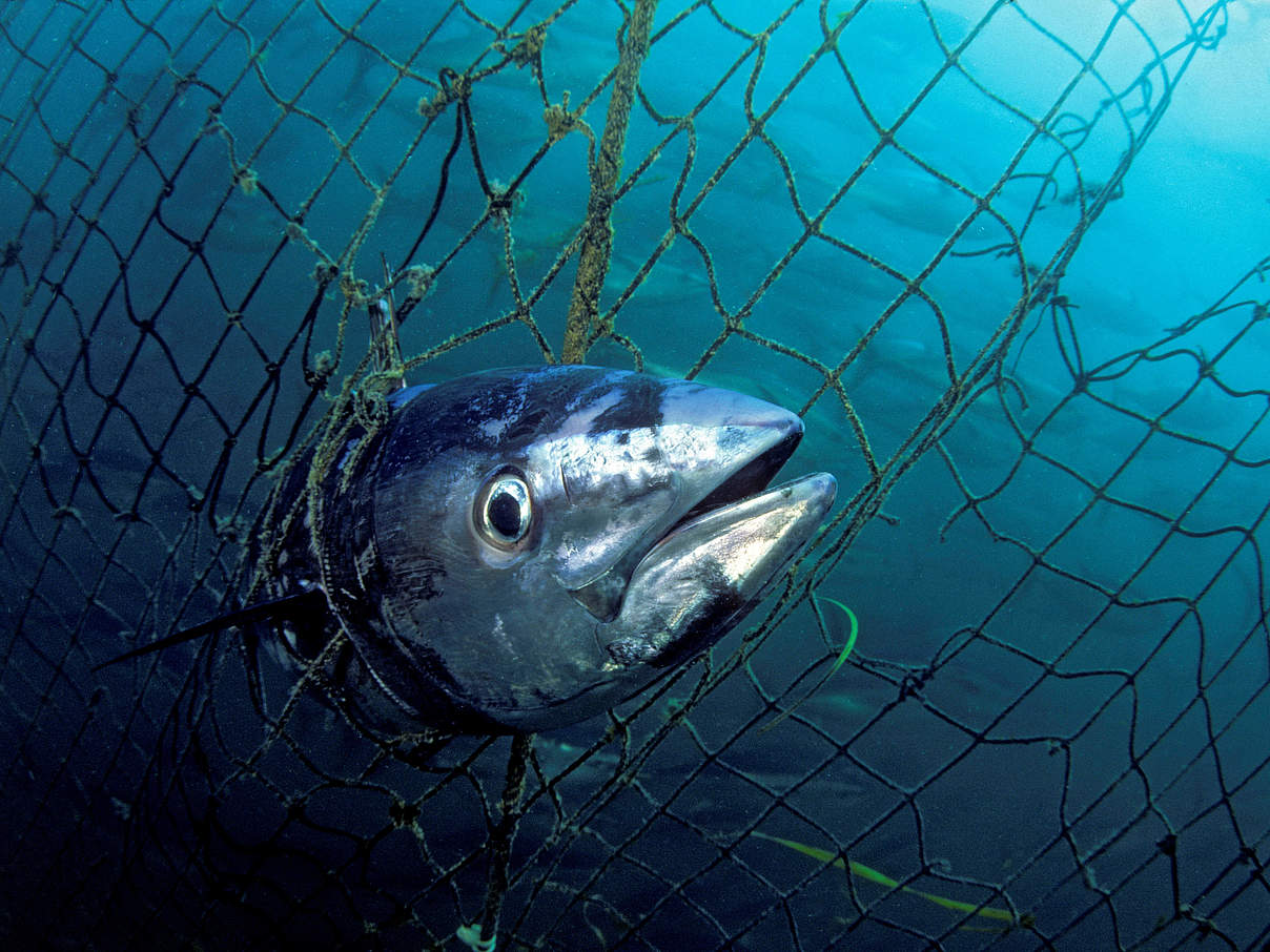 Blauflossen-Thunfisch im Netz © naturepl.com / David Fleetham / WWF